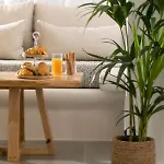 Apartman Kamvas Deluxe *
